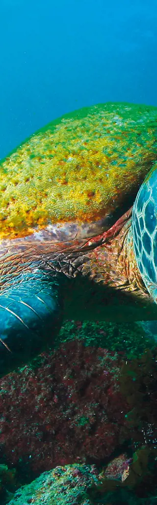 Tauchreisen Galapagos